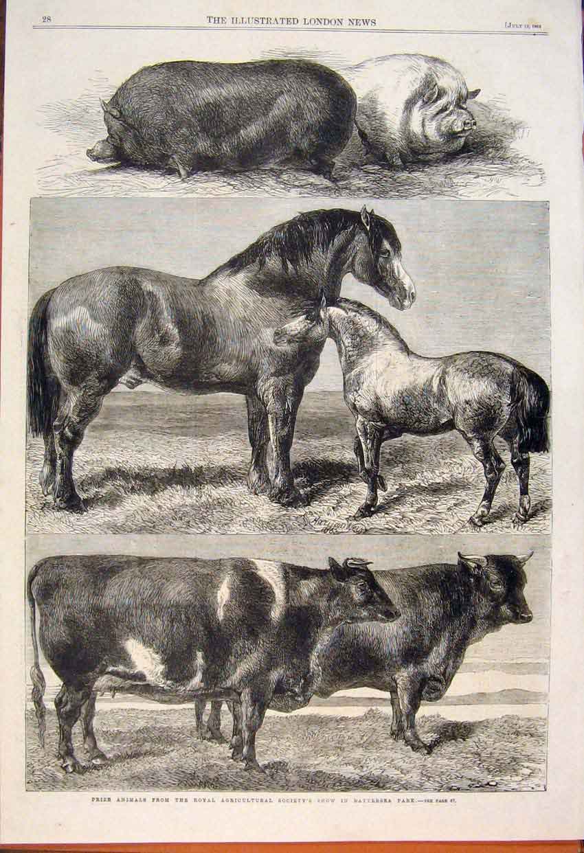 Old Antique Print Animals Royal Agricultural Show Battersea Cow Horse Pig
