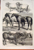 Old Antique Print Royal Agricultural Show Battersea Cow Horse Sheep 1862 19th