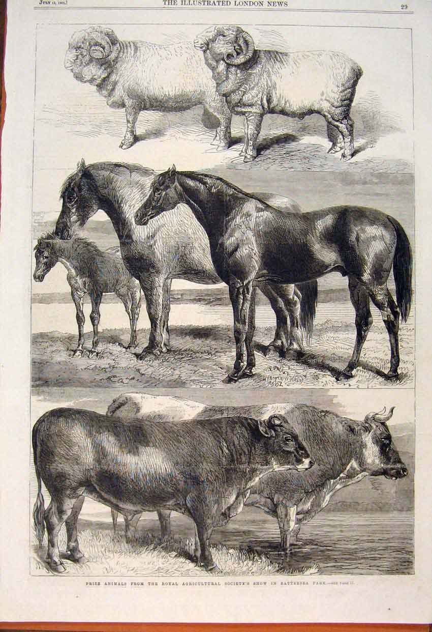Old Antique Print Royal Agricultural Show Battersea Cow Horse Sheep 1862 19th