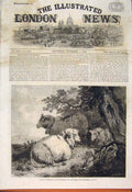 Original Old Antique Print Sheep Morland International Exhibition Fine Art 1862