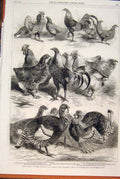 Original Old Antique Print Birds Poultry Pigeon Show Birmingham Bantams 1862