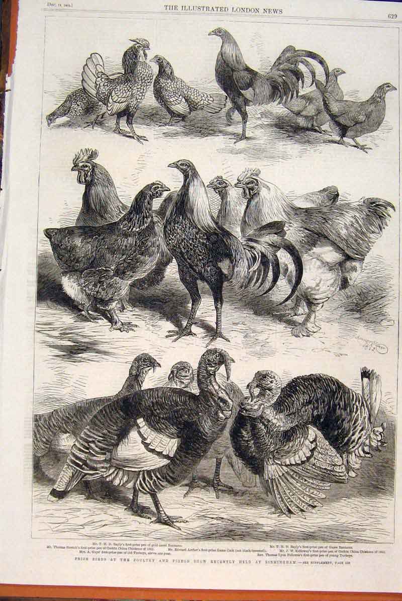 Original Old Antique Print Birds Poultry Pigeon Show Birmingham Bantams 1862