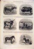 Original Old Antique Print Calcutta Agricultural Show Cow Bullock Wethers Pony