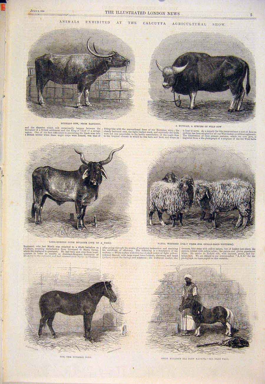 Original Old Antique Print Calcutta Agricultural Show Cow Bullock Wethers Pony