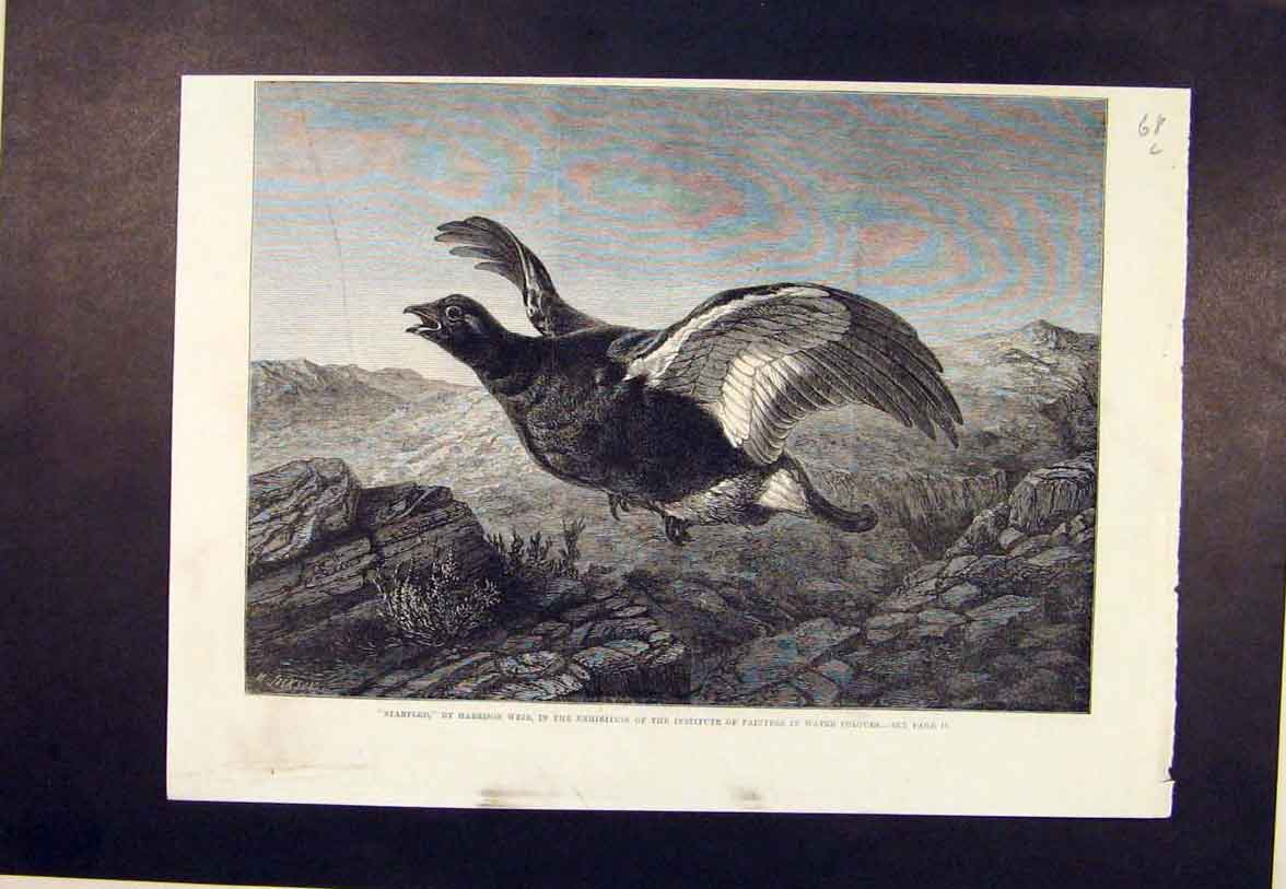 Old Antique Print Weir Harrison Startled Bird Birds Grouse Fine Art 1864 19th