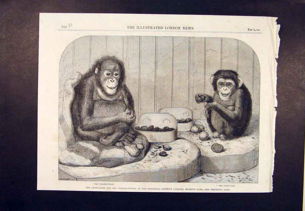 Old Antique Print Chimpanzee Orang-U-Tang Monkey Zoo Regent'S Park London