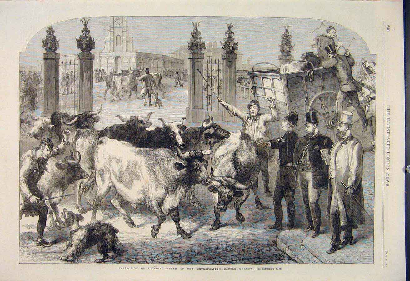 Original Old Antique Print Foreign Cattle Metropolitan Market Inspection 1865