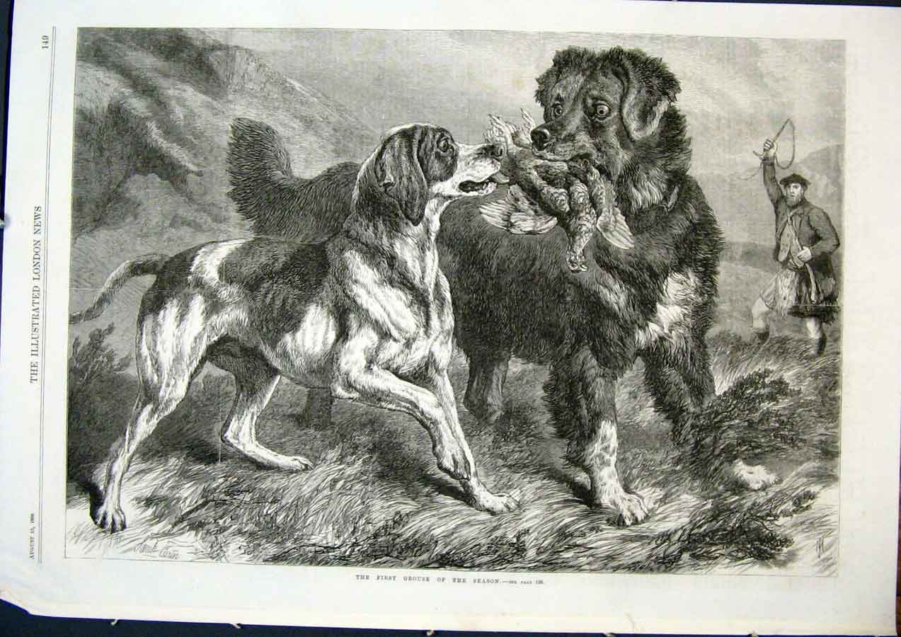 Original Old Antique Print Grouse Season Shoot Dogs Dog Hunt Fine Art 1868 19th