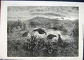 Original Old Antique Print September Partridges Partridge Birds Fine Art 1871
