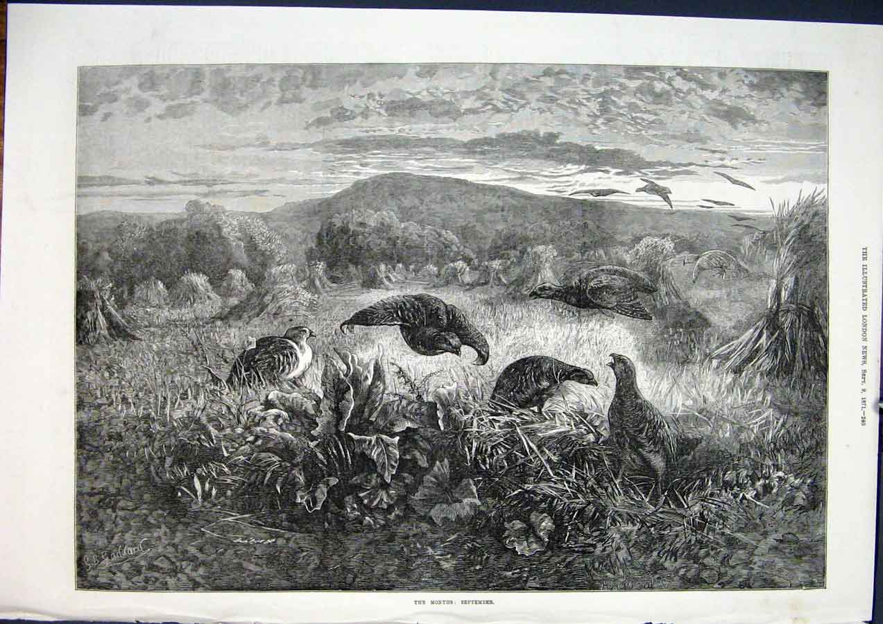 Original Old Antique Print September Partridges Partridge Birds Fine Art 1871