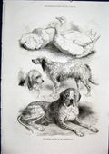 Original Old Antique Print Poultry Dogs Birmingham Show Fine Art 1871 Victorian