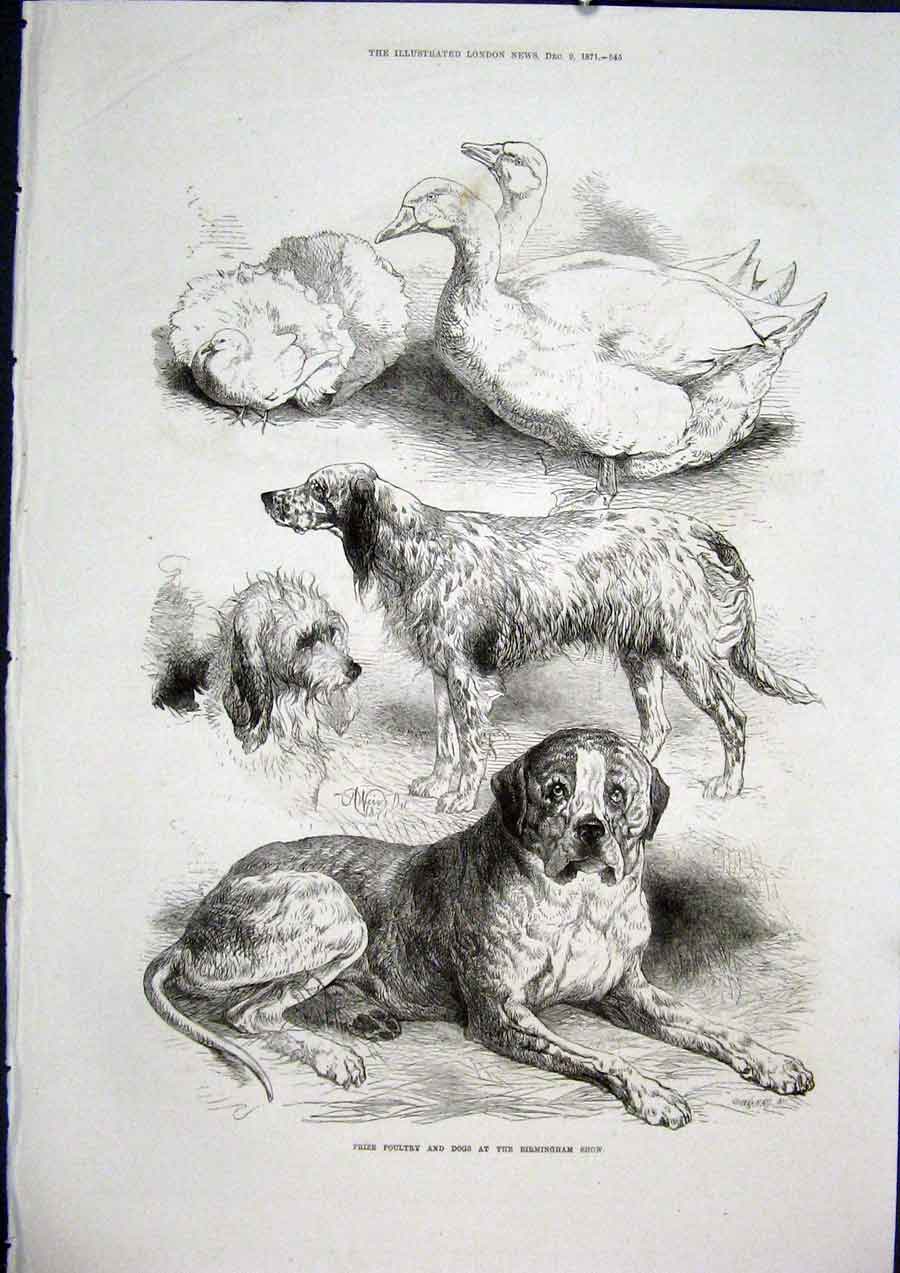 Original Old Antique Print Poultry Dogs Birmingham Show Fine Art 1871 Victorian