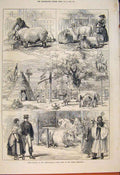 Original Old Antique Print Prize Animalsinternational Cattle Show Vienna 1873