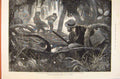 Original Old Antique Print Mangrove Swamps Bromley People 1873 19th