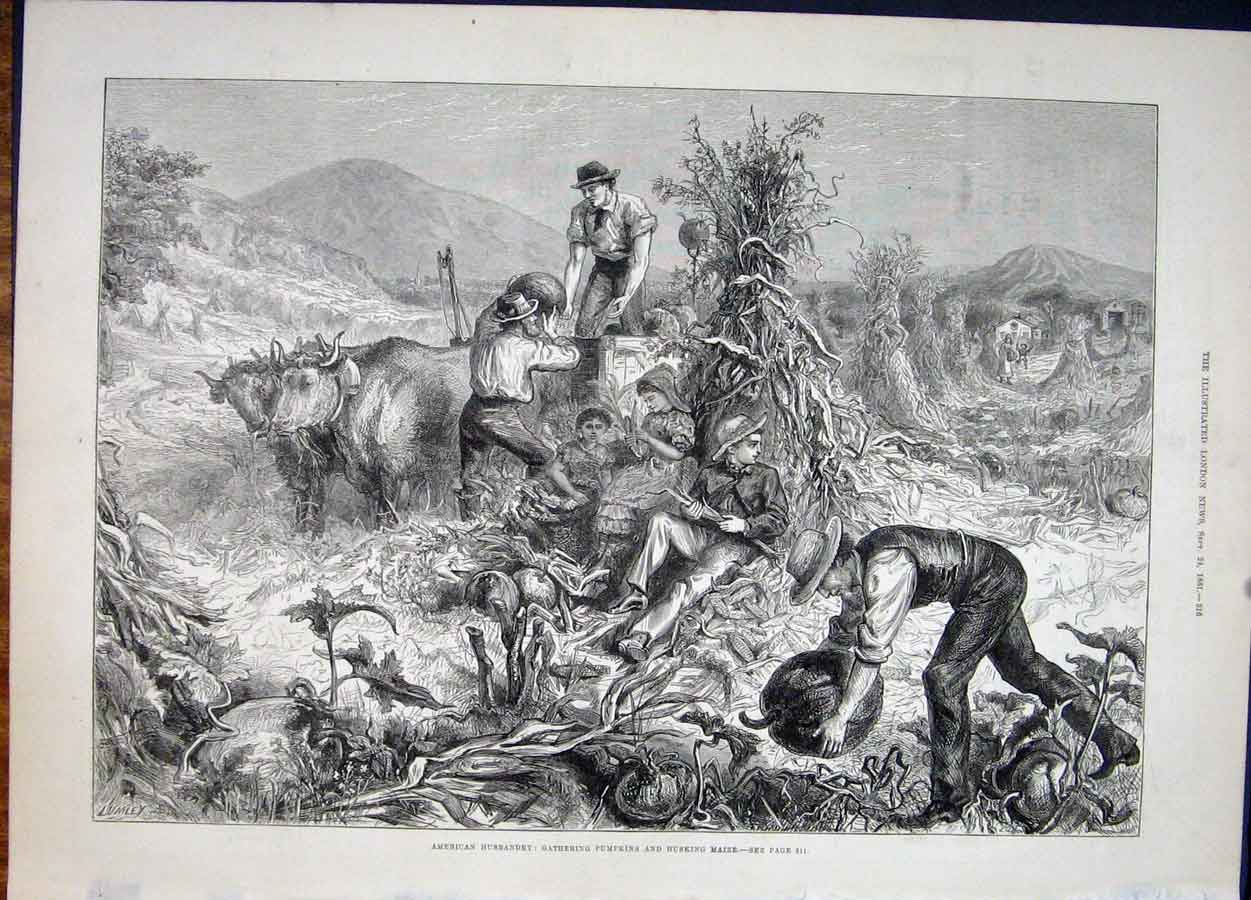 Original Old Antique Print American Husbandry Pumkins Husking Maize America Farm
