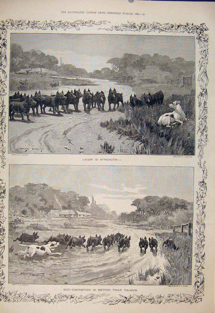 Old Antique Print Union Discretion Valour Dog Pigs Berkley Fine Art 1885 19th