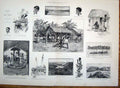 Original Old Antique Print Congo River Africa Clave Ward Buffalo Asanghila 1887
