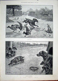 Original Old Antique Print Sad Dog Day Wain Ducks Duckling Puppy Fine Art 1887
