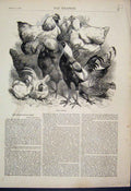 Original Old Antique Print Prize Poultry Birds Birmingham Show 1869 Victorian