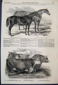 Original Old Antique Print Prize Horses Cattle York Meeting Royal Society 1848