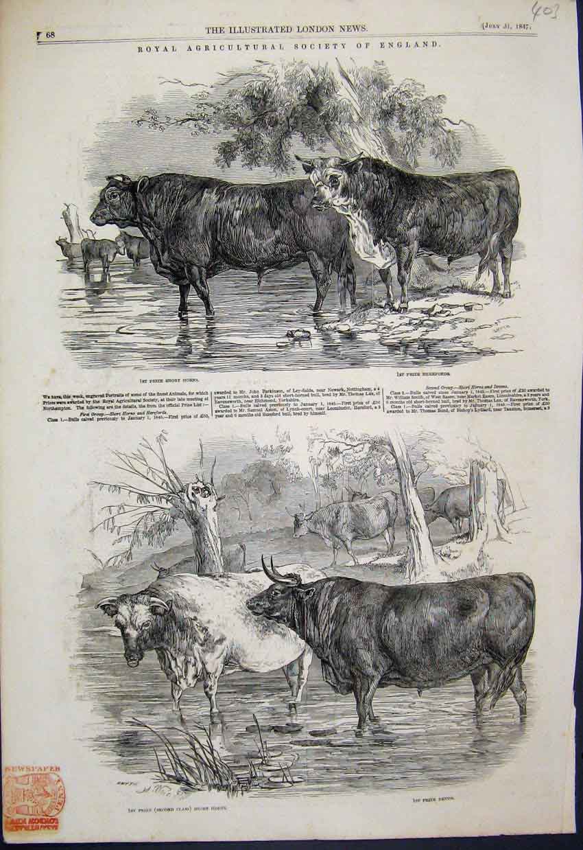 Original Old Antique Print Prize Short Horns Herefords Devon Bulls 1847 19th
