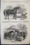 Original Old Antique Print Northampton Mares Foals Stallion Sheep 1847 Victorian
