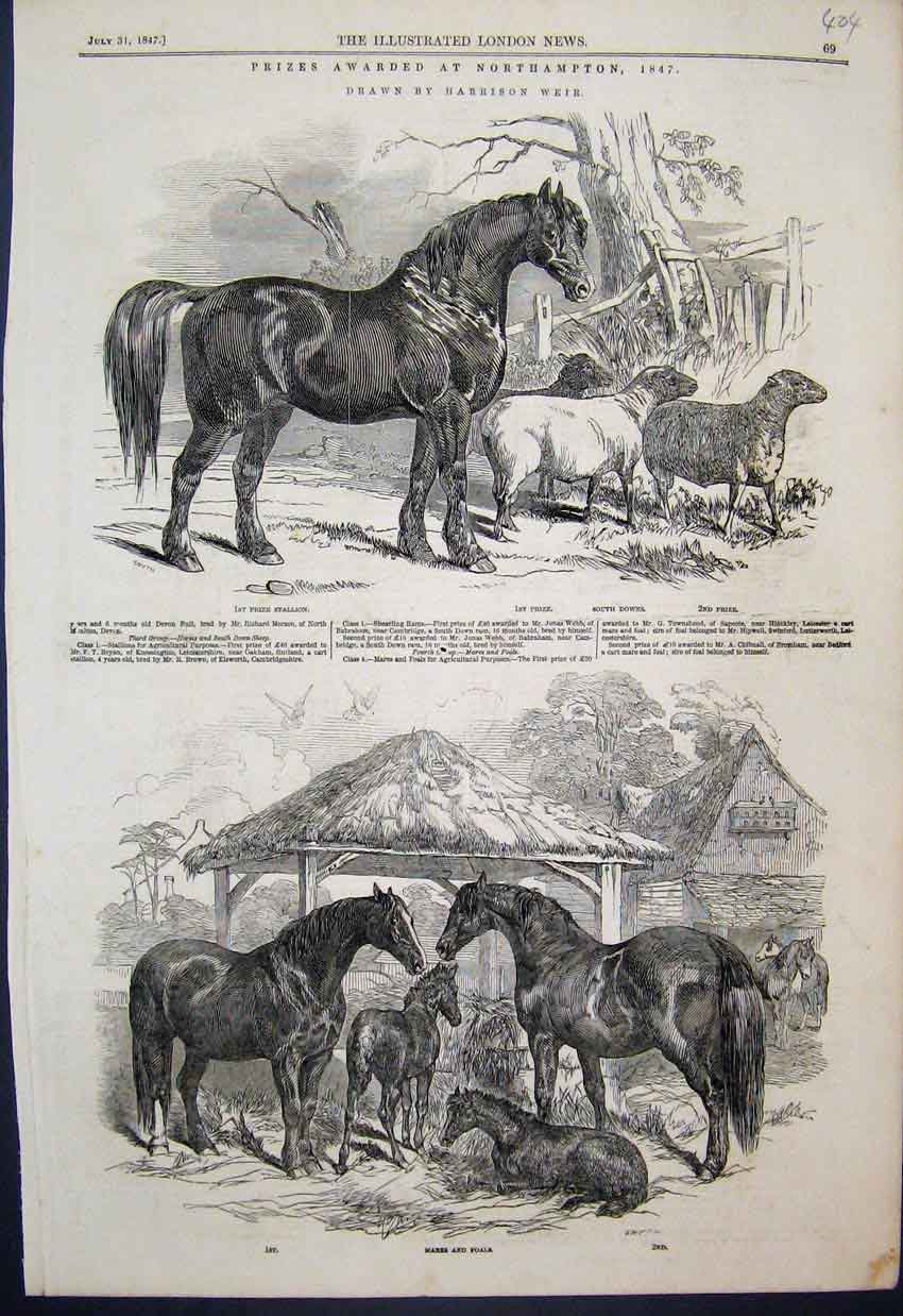 Original Old Antique Print Northampton Mares Foals Stallion Sheep 1847 Victorian