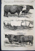 Original Old Antique Print Show Prize Cattle Lewes 1852 Kentish Sheep Devon Bull