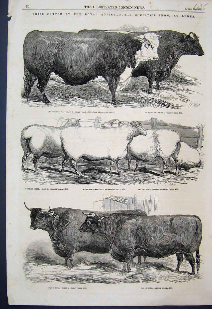 Original Old Antique Print Show Prize Cattle Lewes 1852 Kentish Sheep Devon Bull