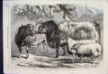 Original Old Antique Print Her Majesty Prize Cattle Leicester Show Sketch 1868
