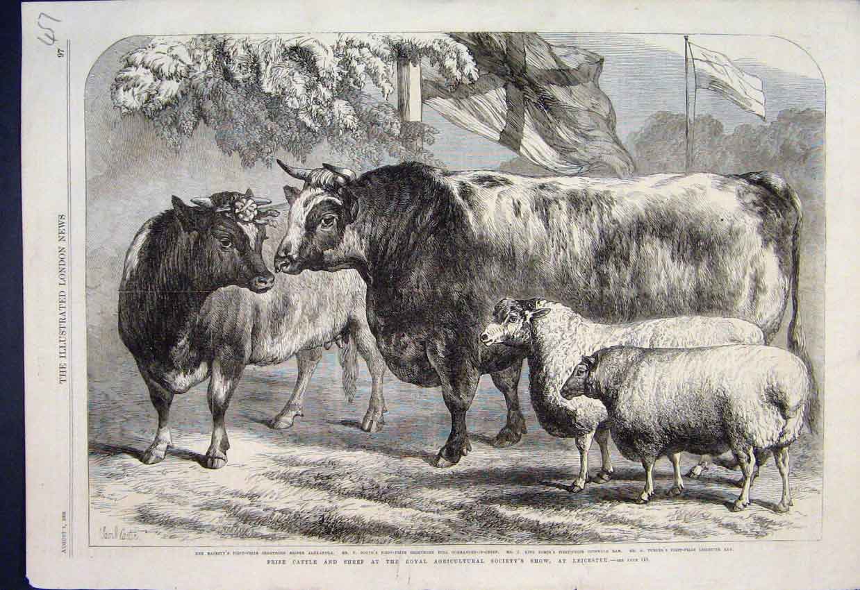 Original Old Antique Print Her Majesty Prize Cattle Leicester Show Sketch 1868