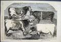 Original Old Antique Print Prize Short Horn Bulls Canterbury Show Sketch 1860