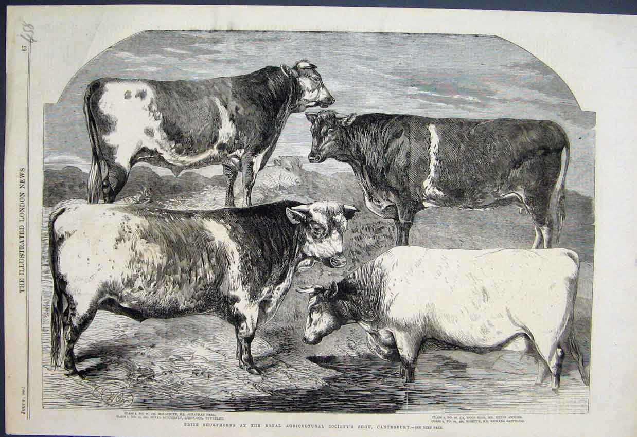 Original Old Antique Print Prize Short Horn Bulls Canterbury Show Sketch 1860