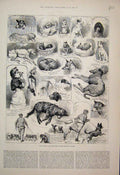 Old Antique Print Kennel Club Crystal Palace Dog Show Breed Sketches 1883 19th