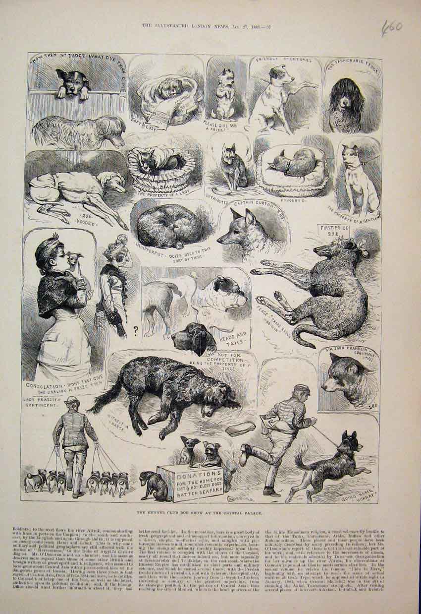 Old Antique Print Kennel Club Crystal Palace Dog Show Breed Sketches 1883 19th