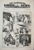 Original Old Antique Print White Elephant Burmah Coming To Liverpool Zoo 1884