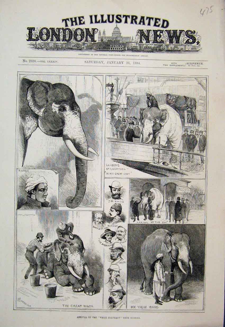 Original Old Antique Print White Elephant Burmah Coming To Liverpool Zoo 1884