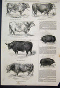 Original Old Antique Print Southampton Show England Boar Sow Bulls Sketches 1844