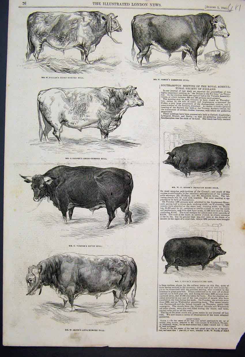 Original Old Antique Print Southampton Show England Boar Sow Bulls Sketches 1844
