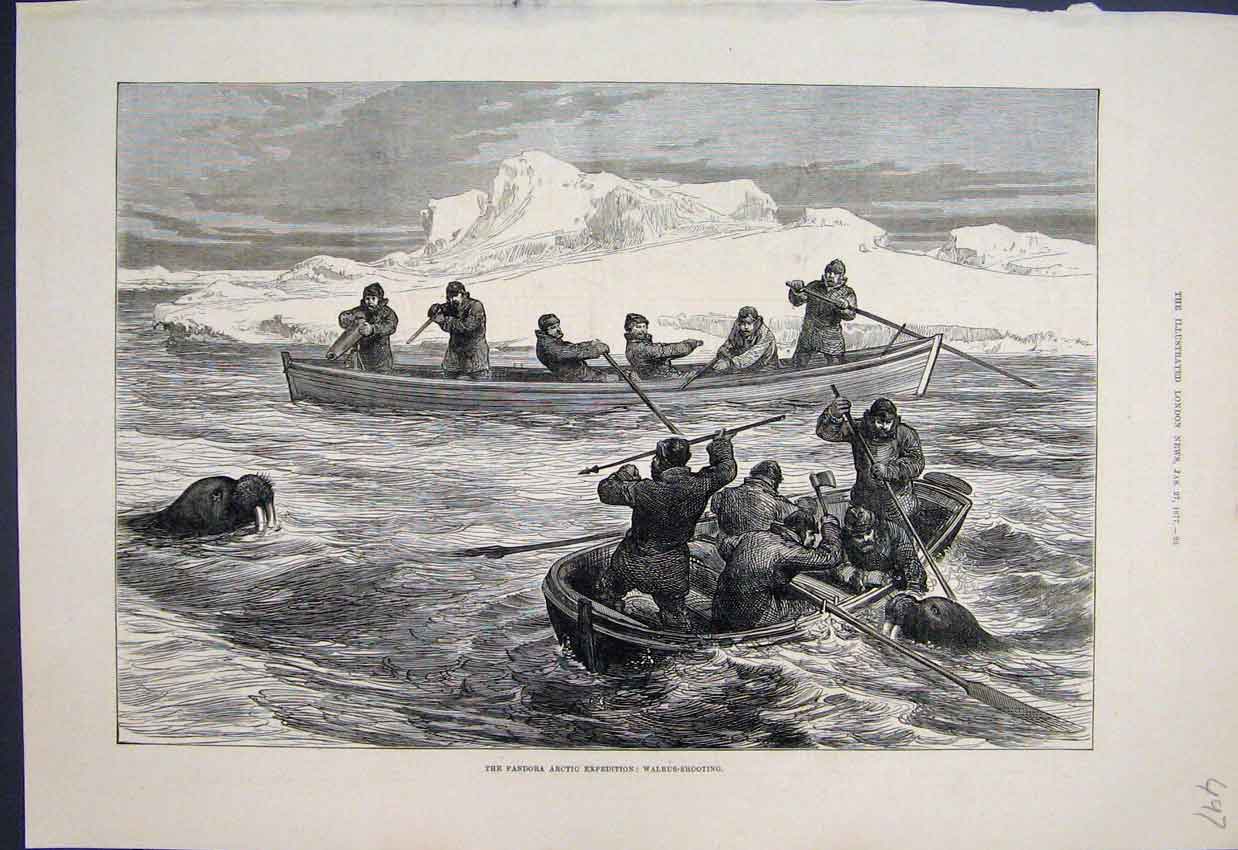 Original Old Antique Print Pandora Artic Expedition Walrus Shooting 1877 19th