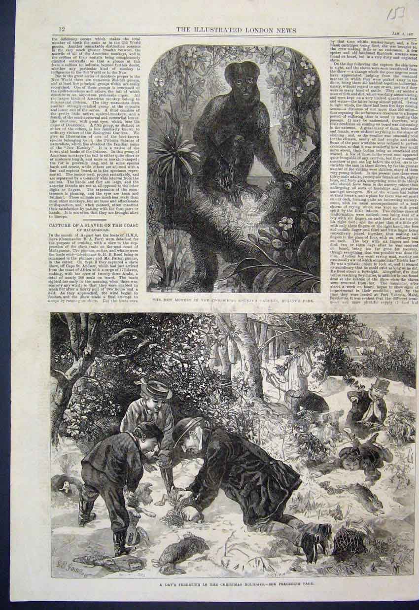Original Old Antique Print 1867 New Monkey Regents Park Zoo Days Ferreting Dogs