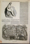 Original Old Antique Print 1851 Elephant Kraal Ceylon Watt Design Loco Victorian