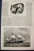 Old Antique Print 1878 Red Wolf Buenos Ayres Regents Park Kau-Go Corvette 19th