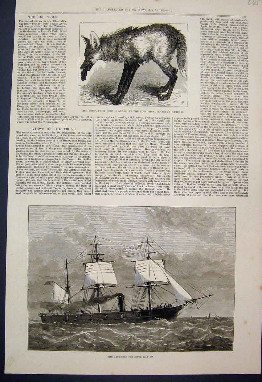 Old Antique Print 1878 Red Wolf Buenos Ayres Regents Park Kau-Go Corvette 19th
