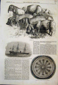 Original Old Antique Print 1862 Japanese Pigs Carved Ivory Box Candia Ship 19th
