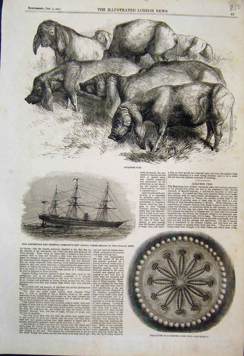 Original Old Antique Print 1862 Japanese Pigs Carved Ivory Box Candia Ship 19th