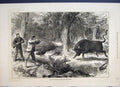 Original Old Antique Print 1877 Wild Bill Shooting Bulls Galapagos Islands 19th