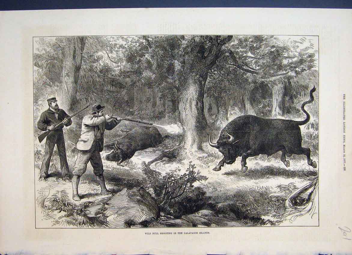 Original Old Antique Print 1877 Wild Bill Shooting Bulls Galapagos Islands 19th