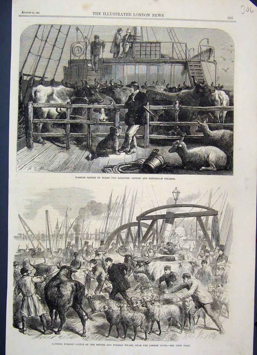 Original Old Antique Print 1865 Foreign Cattle Sheep Dog Batavier Wharf Dock