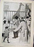Original Old Antique Print 1895 Zoo Newcomer Giraffe Regents Park Artists 19th